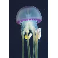 Jellyfish's Skin