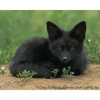 Black Fox Spirit