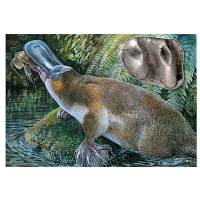 Platypus' Dysfuncton