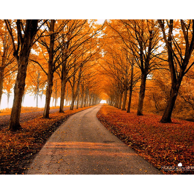 La vita è una linea curva