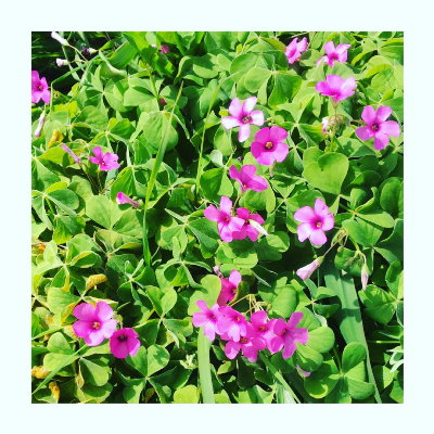 Maranatha Song Collection Vol.4 2024