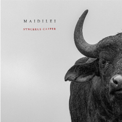 Maidilei "Syncerus Caffer"