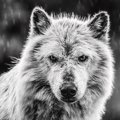 Wolf In The Rain