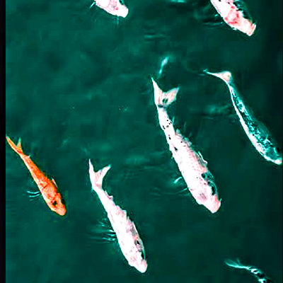 Lost direction evolution 