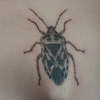 Marina Mapelli (CIMICE)