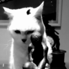 Gianfranco (Jack)