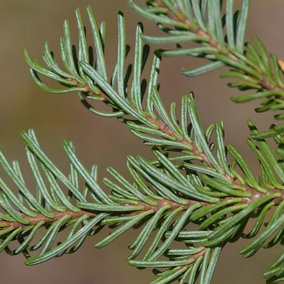 Red Fir