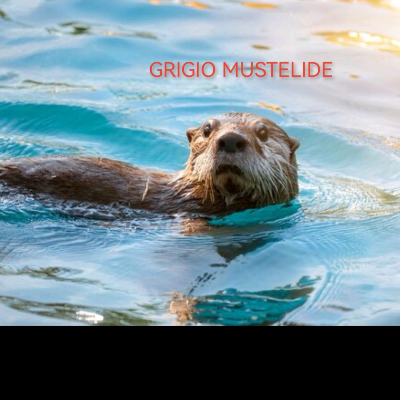 GRIGIO MUSTELIDE